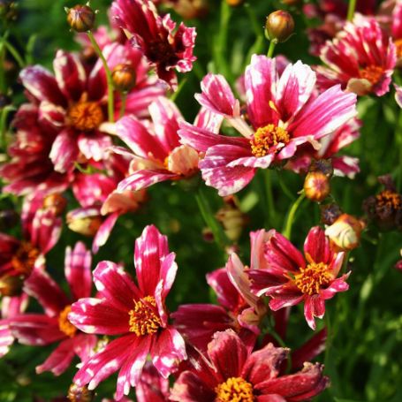 Picture of Cranberry Ice Coreopsis Plant