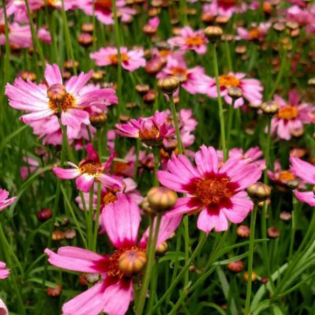 Picture of Garnet Coreopsis Plant
