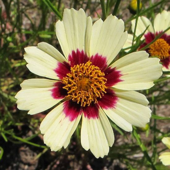 Picture of Snowberry Coreopsis Plant