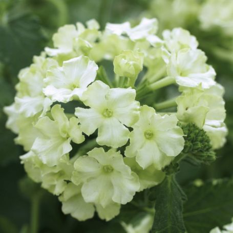 Picture of Lanai® Compact Lime Green Verbena Plant
