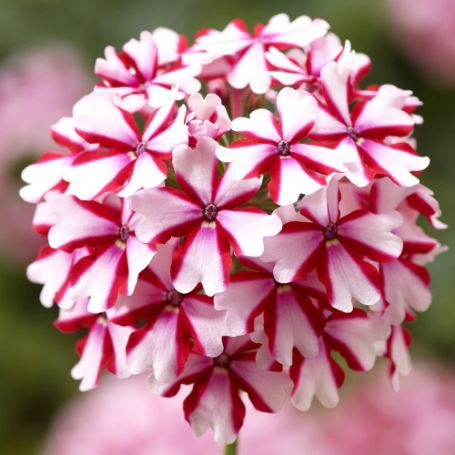 Picture of Lanai® Candy Cane Verbena Plant