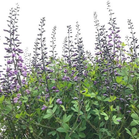 Picture of Purple Smoke Baptisia Plant