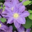 Picture of Diana's Delight™ Clematis Plant