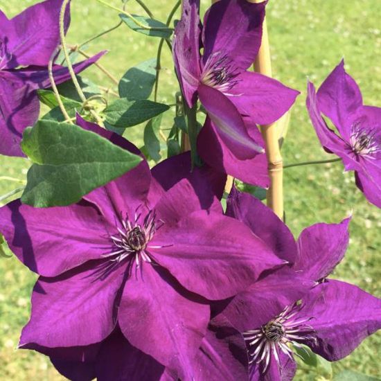 Picture of Amethyst Beauty Clematis Plant