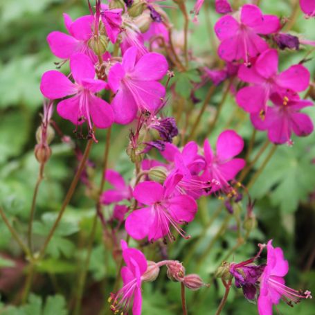 Picture of Crystal Rose Hardy Geranium Plant