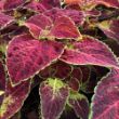 Picture of ColorBlaze® Dipt in Wine Coleus Plant