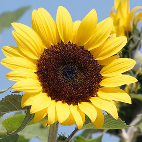 Picture of Ballad Sunflower