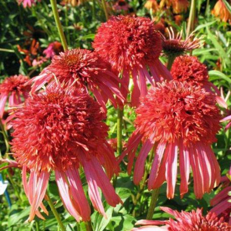 Picture of Guava Ice Echinacea Plant