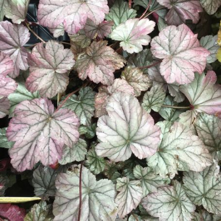 Picture of Stainless Steel Heuchera Plant