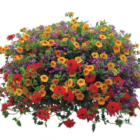 Picture of Trixi® Ayers Rock Flower Combination
