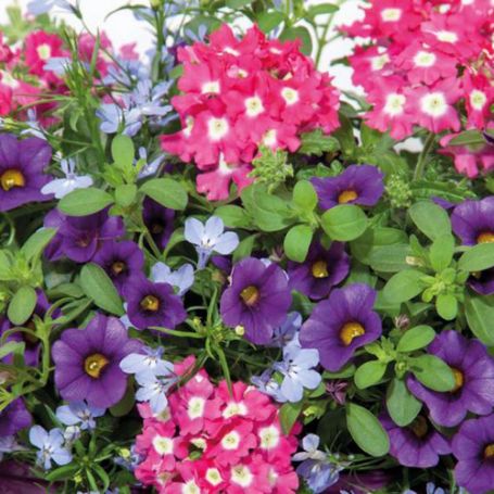 Picture of Trixi® Berry Fields Flower Combination