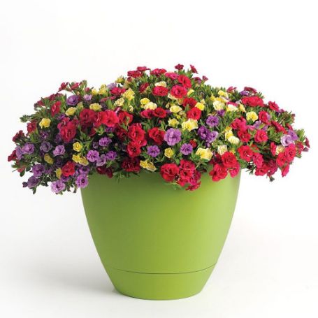 Picture of Trixi® Double Date Flower Combination