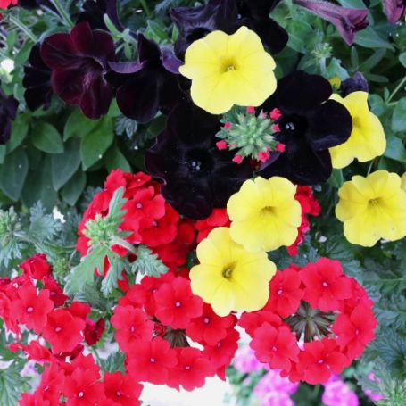 Picture of Confetti Garden® Oktoberfest Flower Combination