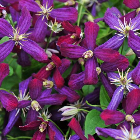 Picture of Sweet Summer Love Clematis Plant