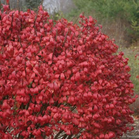 Picture of Unforgettable Fire® Euonymus