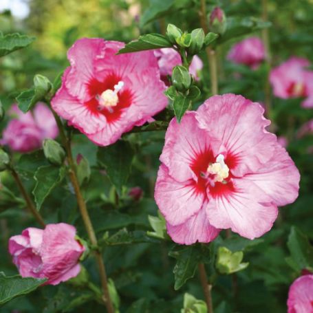 Picture of Ruffled Satin® Rose of Sharon Plant