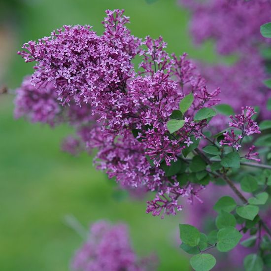 Picture of Bloomerang® Dark Purple Lilac Bush