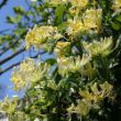 Picture of Scentsation Lonicera Plant