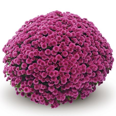 Picture of Belgian Mum® Amiko Violet Plant