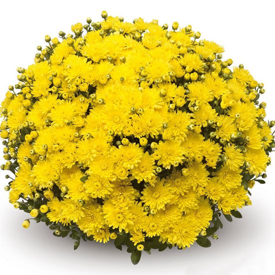 Picture of Belgian Mum® Amiko Yellow Plant