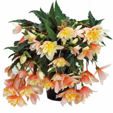 Picture of Daybreak Dell Arte Begonia Plant