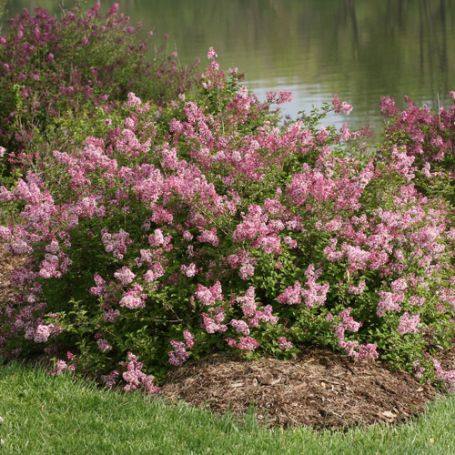 Picture of Scent and Sensibility™ Pink Lilac Bush
