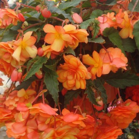 Picture of Arcadia Apricot Bicolor Begonia Plant