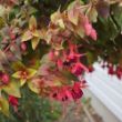 Picture of Autumnale Fuchsia Plant