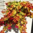 Picture of Autumnale Fuchsia Plant