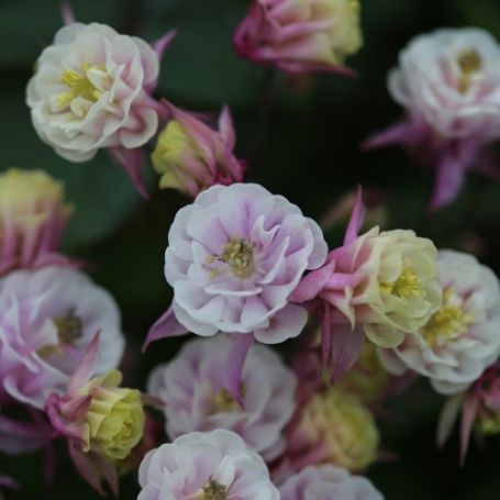 Picture of Winky Double Rose and White Aquilegia Plant