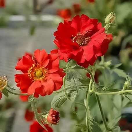 Picture of Double Bloody Mary Geum Plant