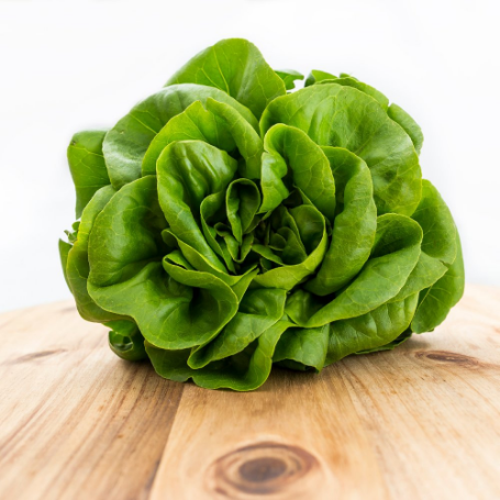 Picture of Butter King Lettuce Plant