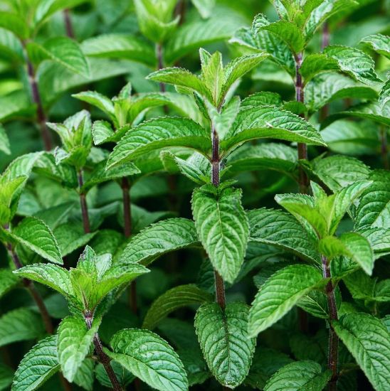 Picture of Mojito Mint Herb Plant