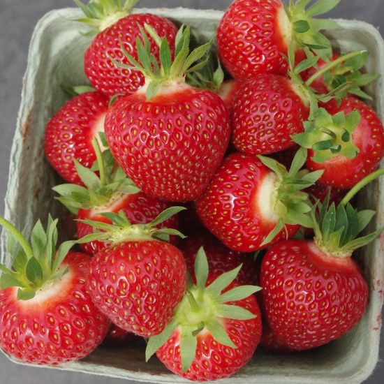 Picture of Cavendish Strawberry Plants