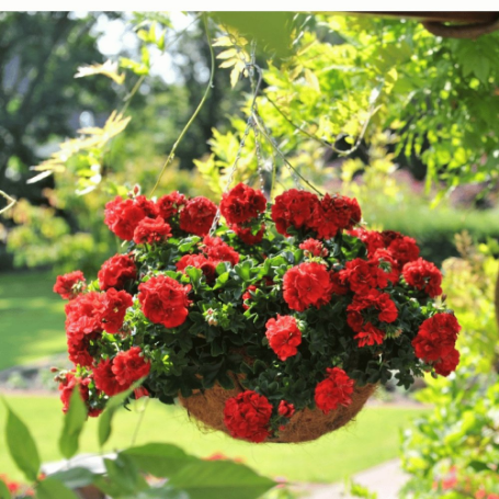Picture of Great Balls of Fire™ Dark Red Geranium Plant