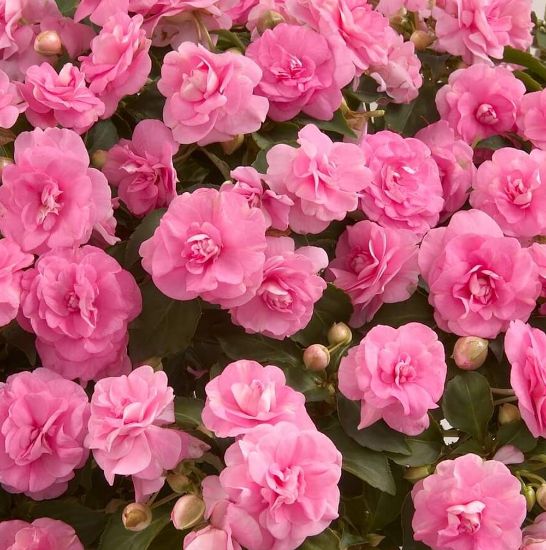 Picture of Musica™ Pink Aroma Double Impatiens Plant