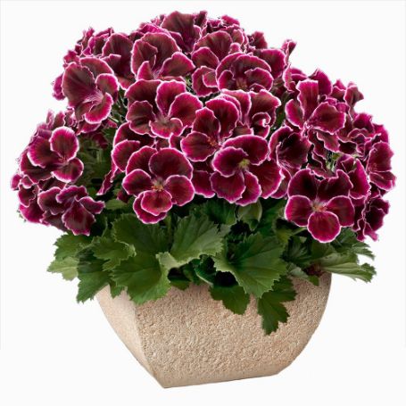 Picture of Aristo® Black Beauty Geranium Plant