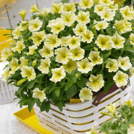 Picture of Surfinia® Yellow Petunia Plant
