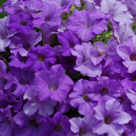 Picture of Surfinia® Heavenly Blue Petunia Plant