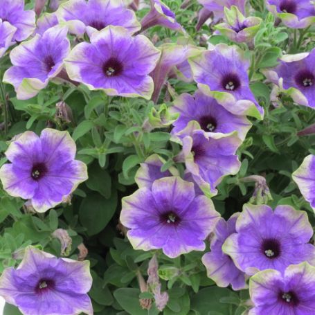 Picture of Surfinia® Moonlight Eclipse Petunia Plant