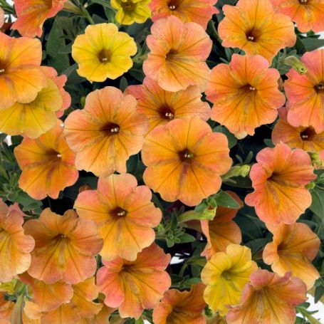 Picture of Cascadias™ Indian Summer Petunia Plant