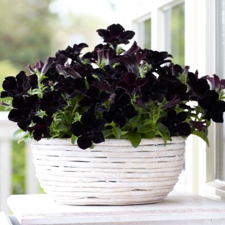 Picture of Crazytunia® Black Mamba Petunia Plant