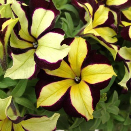 Picture of Crazytunia® Star Jubilee Petunia Plant