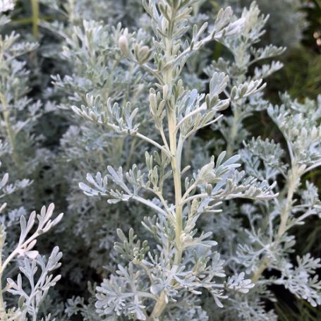 Picture of Parfum d'Ethiopia Artemisia Plant