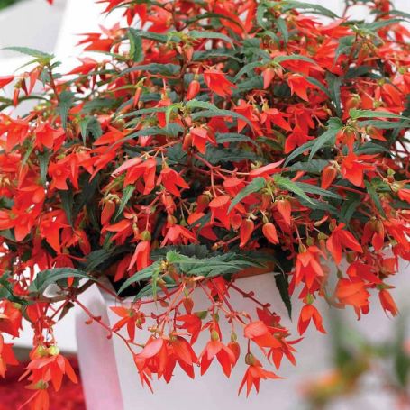 Picture of Crackling Fire® Red Begonia Plant