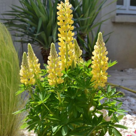 Picture of Gallery Mini Yellow Lupine Plant