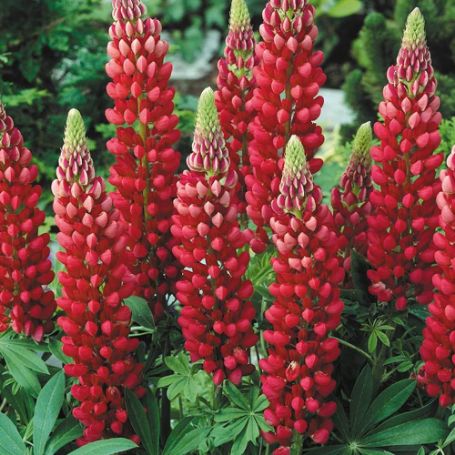 Picture of Gallery Mini Red Lupine Plant