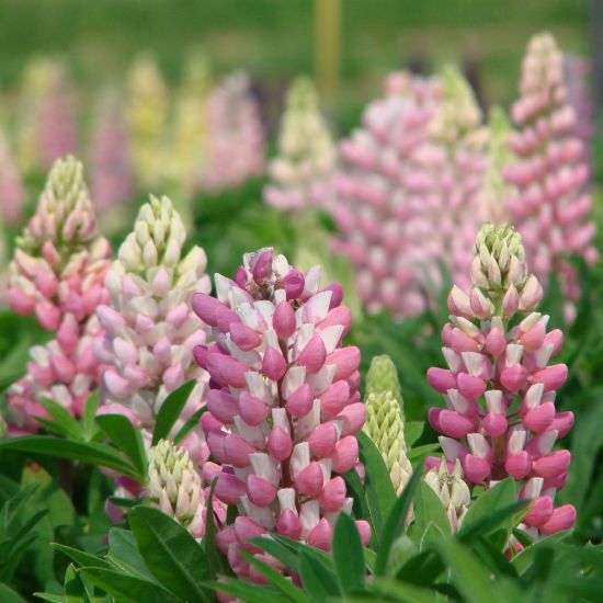 Picture of Gallery Mini Pink Lupine Plant