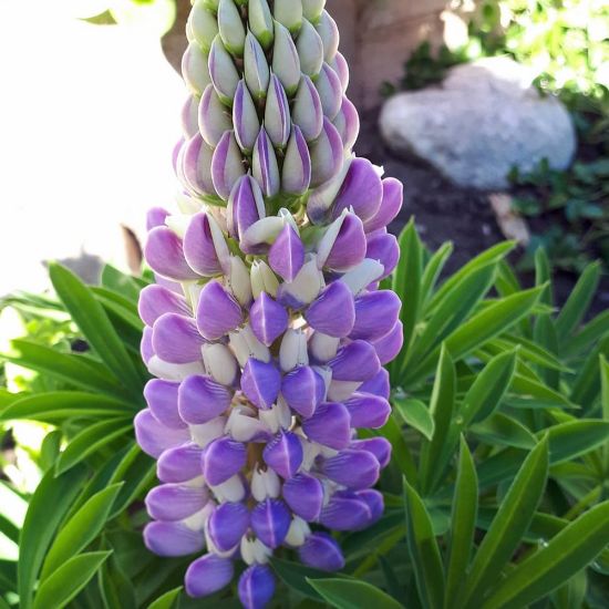 Picture of Gallery Mini Blue Lupine Plant