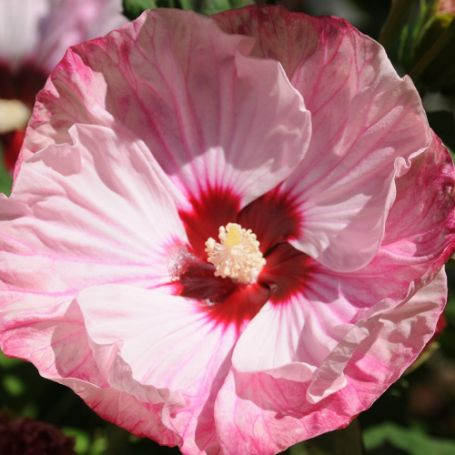 Picture of Summerific® Cherry Cheesecake Hardy Hibiscus Plant